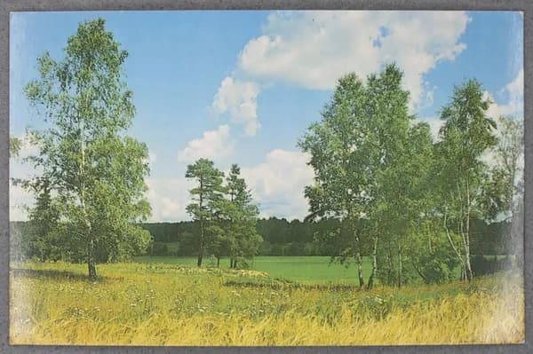 Открытка "Летний день" Чистая 1985 г. СССР. Фото В. Захарова