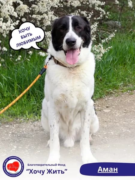 Помочь Аману найти дом