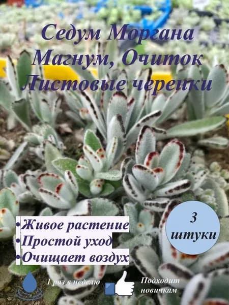 Каланхоэ Томентоза "Кошачьи ушки" листовые черенки