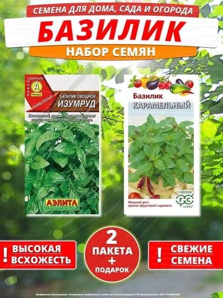 Семена базилик для дома сада посадки