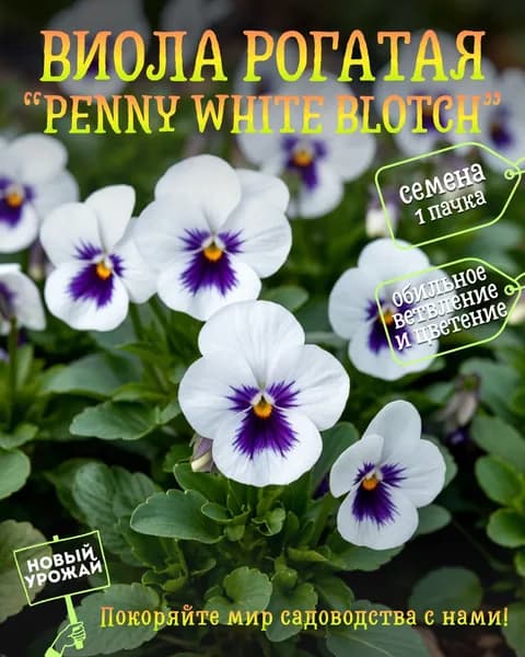 Виола рогатая Penny White Blotch, семена, 10 шт.