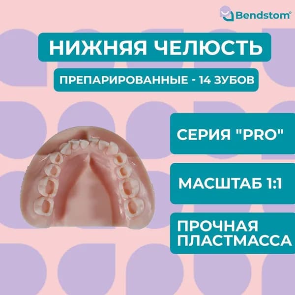 Нижняя препарированная фантомная челюсть (14 зубов) "PRO" / для отработки мануальных навыков / стоматологические модели для реставрации