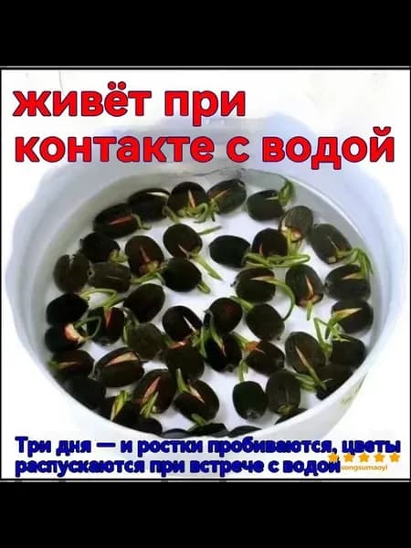 Набор для выращивания анемон, 7 шт