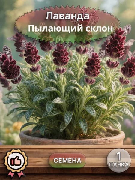 Лаванда Пылающий склон, семена, 10 шт.