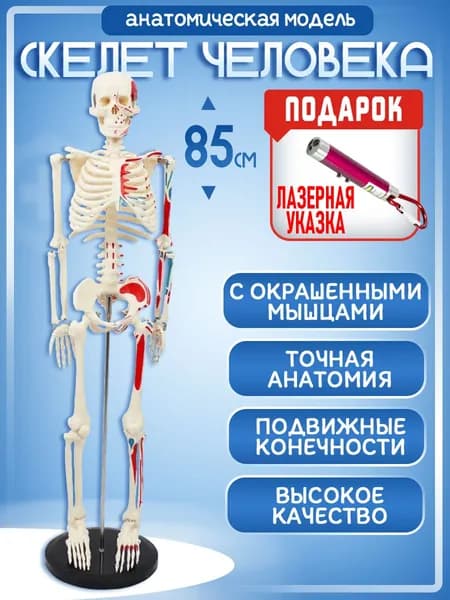 Анатомическая модель скелет человека 85см с мышцами на подставке, лазер с фонариком на карабине в комплекте
