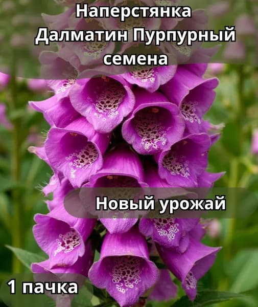 Наперстянка далматин пурпурный, семена 10шт