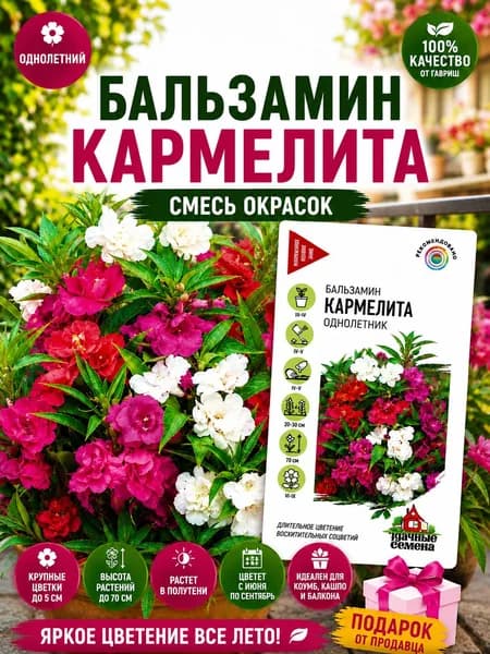 Семена Бальзамин Кармелита Гавриш, смесь окрасок, однолетние цветы для клумбы, кашпо и балкона, теневыносливый обильноцветущий садовый бальзамин