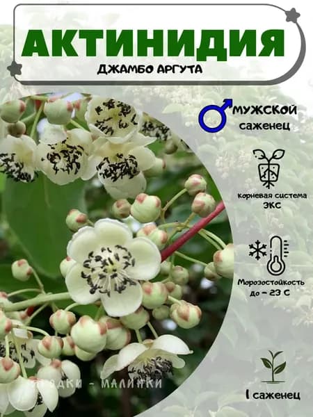 Актинидия Аргута Джамбо