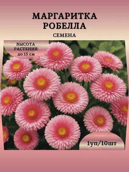 Маргаритка "Робелла F1" семена, 1 пачка