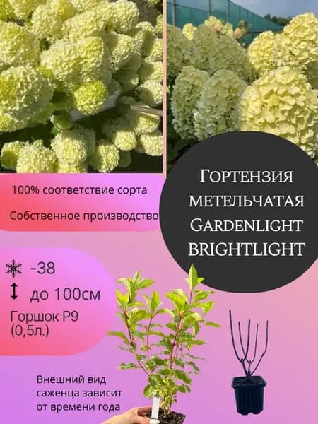 Гортензия метельчатая Гарденлайт Брайтлайт саженец