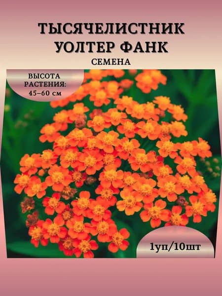 Тысячелистник "Уолтер Фанк" семена, 1 пачка