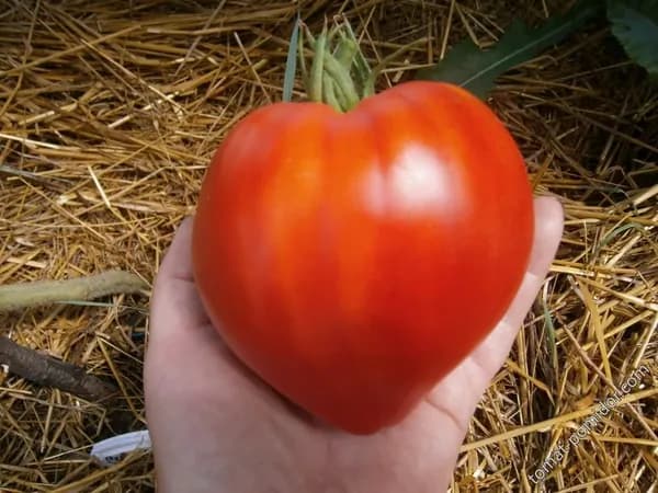 Коллекционные семена томата Сердце Столицы