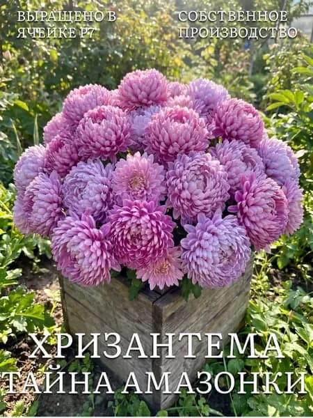Хризантемы многолетние саженцы зимостойкие Тайна Амазонки