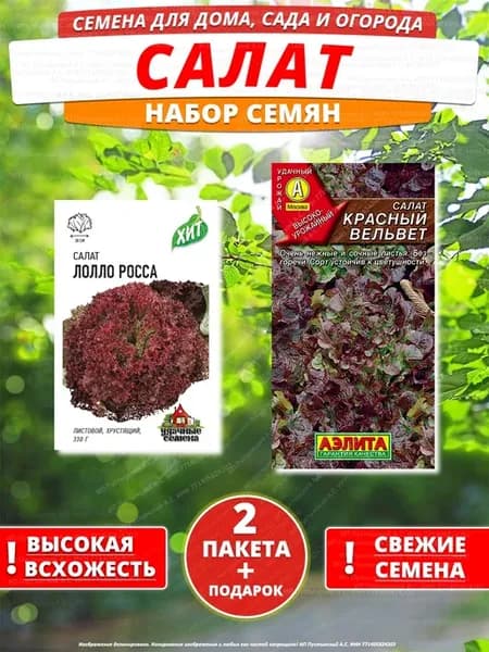 Семена салат для дома сада посадки