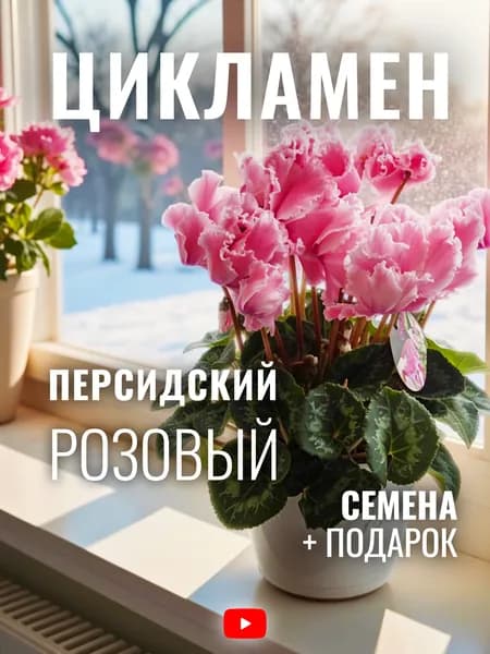 Семена цветов комнатных Цикламен персидский Розовый, 5 шт
