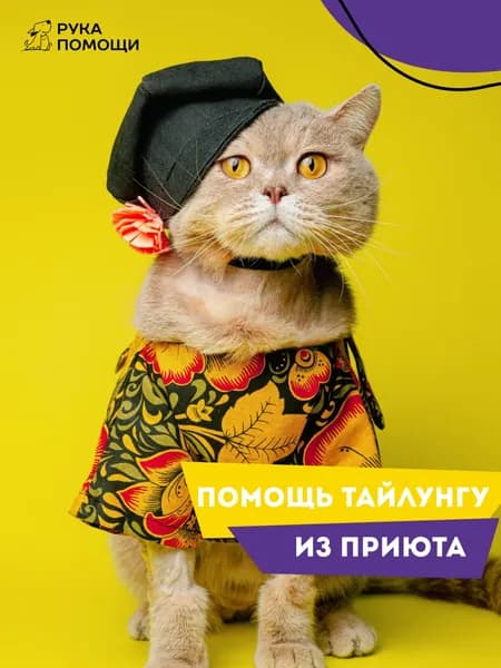Помочь Тайлунгу найти дом