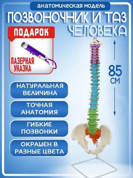Анатомическая модель позвоночника и таза человека 85 см в натуральную величину, лазер с фонариком в комплекте