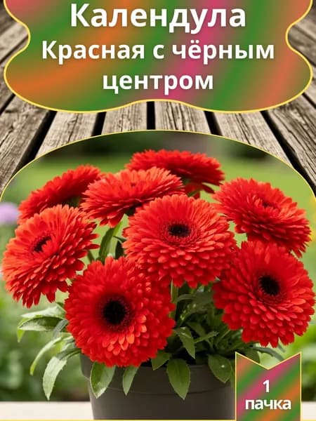 Календула Красная с чёрным центром , семена 10 шт.