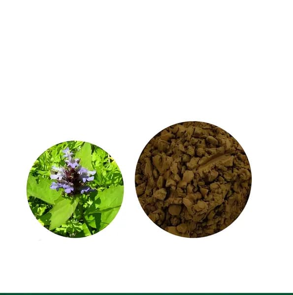 Ажуга Туркестаника Экстракт 20:1 Порошок, Ajuga Turkestanica Extract, 100 г / шт (100 г / 300 г / 500 г / 1000 г)