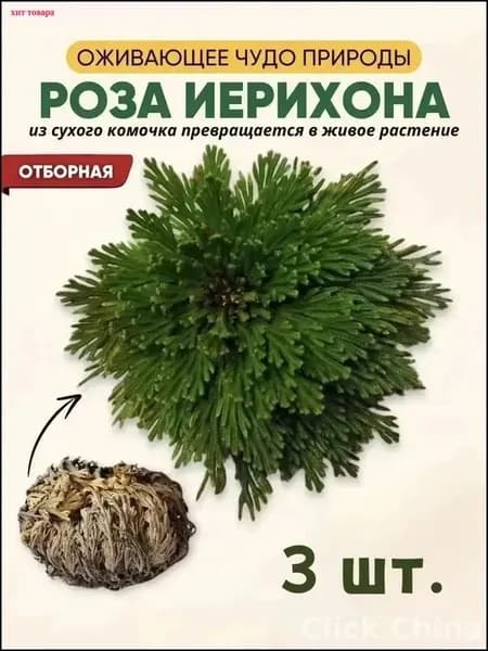 Сухоцветы, 5 см, 15 гр, 3 шт