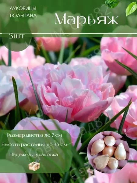 Луковицы Тюльпана Марьяж