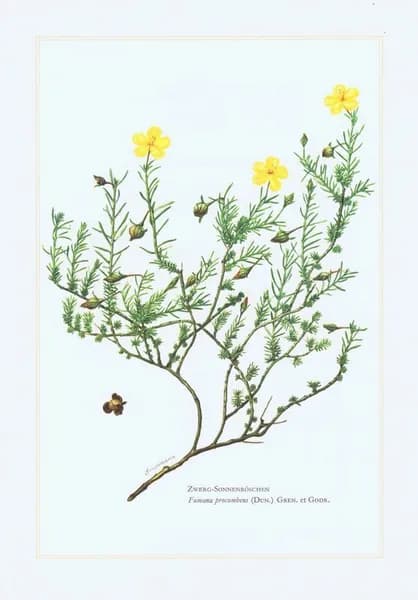 Фумана лежачая. Антикварная офсетная литография. Германия, Гамбург, 1960 год