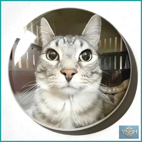 58mm Бренд-эмблема кота