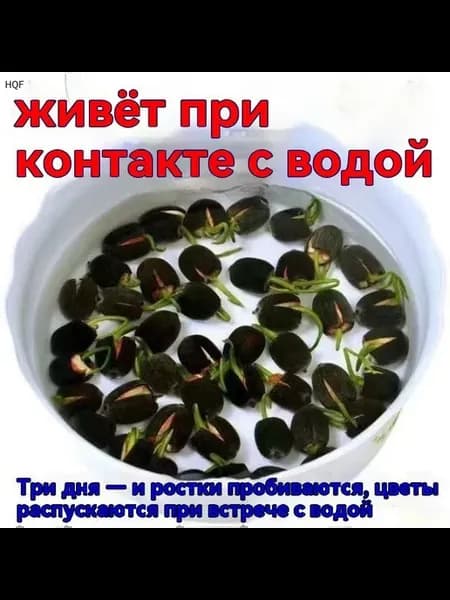 Набор для гидропонного выращивания цветов