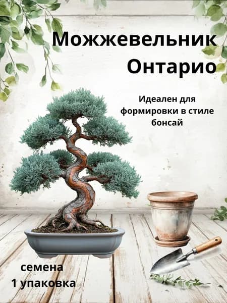 Можжевельник Онтарио, семена бонсай, 10 шт