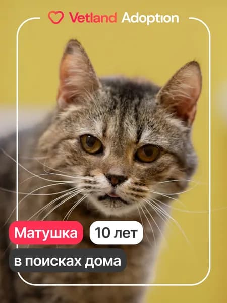 Помочь Матушке найти дом