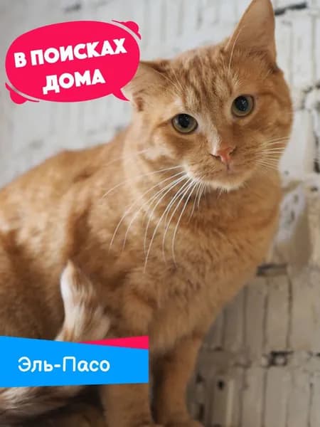 Помочь котику Эль-Пасо найти дом