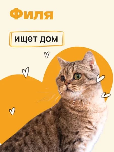 Помочь найти дом Филе