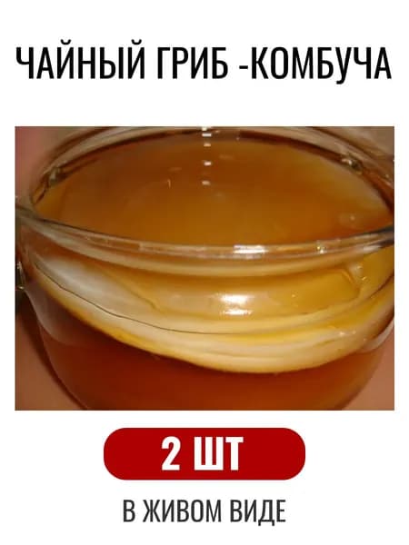 Чайный гриб комбуча в живом виде - 2 шт.