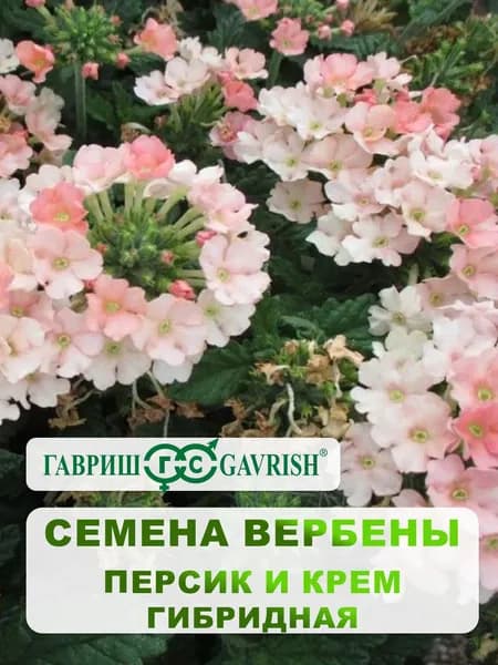 Семена Вербены гибридная "Персик и Крем" 0,05 гр.