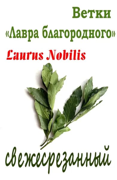 Лавровый лист, ветки свежесрезанные, с Кавказских гор (Сочи)