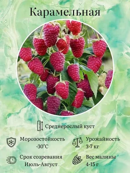 Саженец морозостойкая красная малина Карамельная двухлетняя