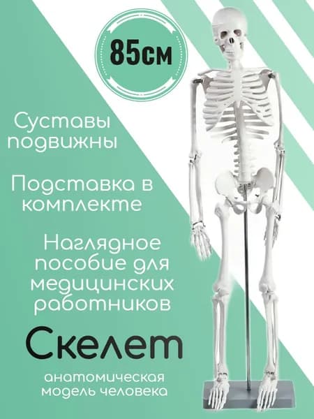 Модель анатомическая Скелет человека, 85см