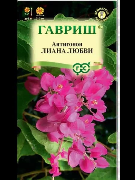 Антигонон Лиана любви 5шт