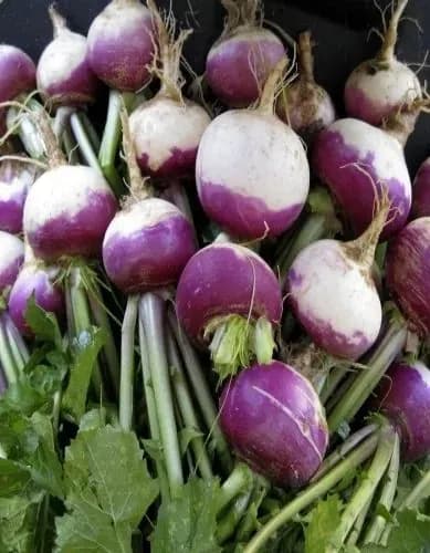 брюква русская десертная
