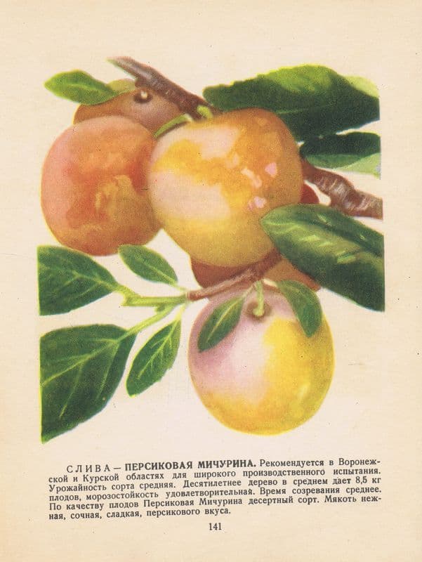 Антикварная двухсторонняя офсетная литография. Слива сортов Персиковая Мичурина и Рекорд. СССР, 1957 год