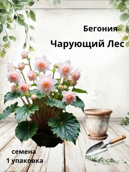 Бегония Чарующий Лес, семена, 10 шт