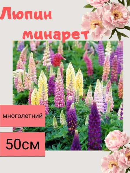 Люпин декоротивный минарет