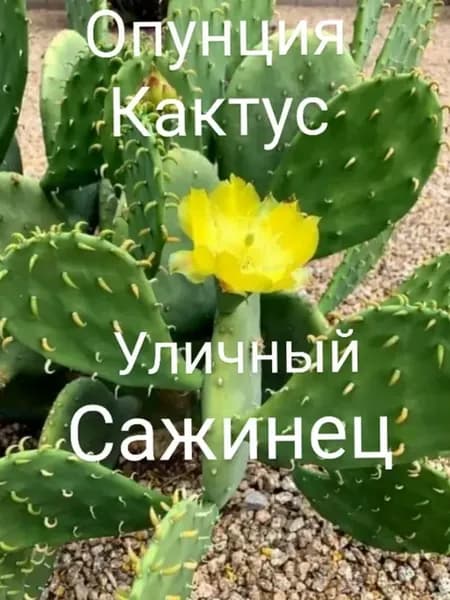 Опунция сажинец уличный