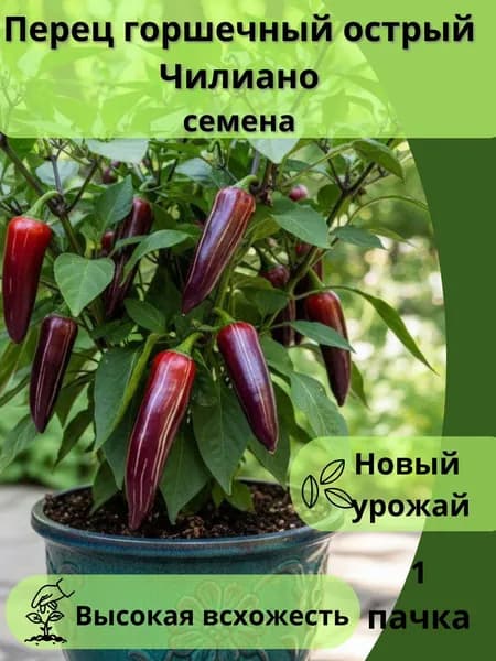 Перец горшечный острый Чилиано, семена 10шт