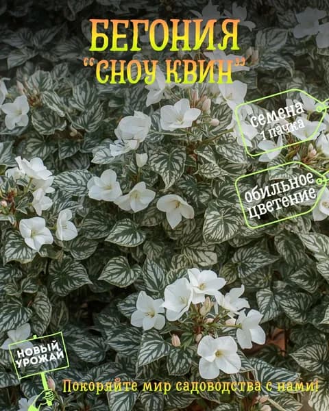 Бегония Сноу Квин (Снежная королева), семена, 10 шт.