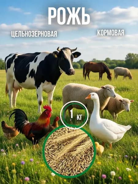 Кормовая рожь фуражная, зерно для КРС и птицы