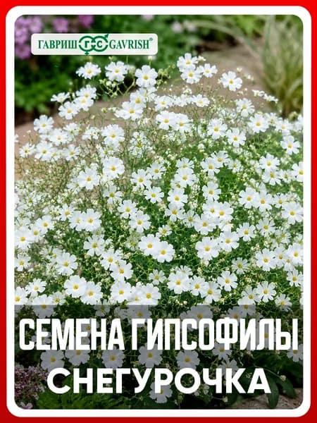Семена Гипсофила изящная "Снегурочка" 0,1 гр, однолетние цветы, сухоцветы для дачи, сада и огорода, клумбы, в открытый грунт, в контейнер.