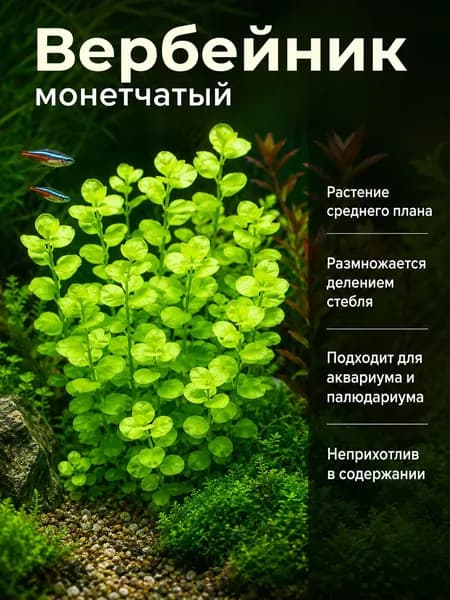Аквариумное растение вербейник. 1 ветка