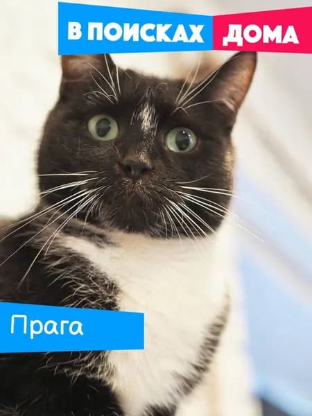 Помочь кошечке Праге найти дом