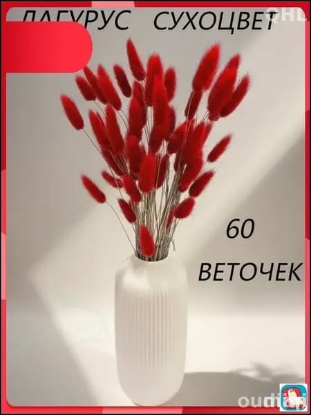 Сухоцветы Лагурус, 55 см, 100 гр, 60 шт